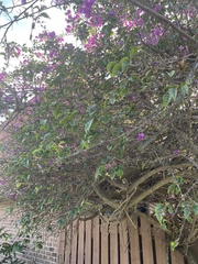Bougainvillea