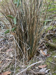 Juncus patens