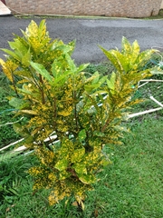 Codiaeum variegatum pictum