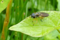 Pyrophaena granditarsis