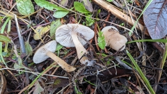 Clitocybe