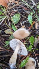 Clitocybe