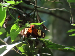 Heliconius hecale melicerta