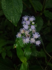 Ageratum houstonianum