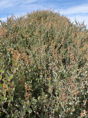 Atriplex vestita