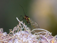 Macrosiphini