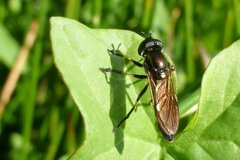 Pyrophaena granditarsis