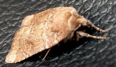 Pseudorthodes vecors