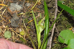 Pterostylis irsoniana