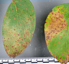 Blastacervulus eucalypti