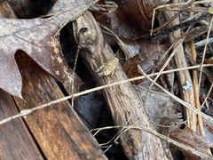 Paratettix mexicanus