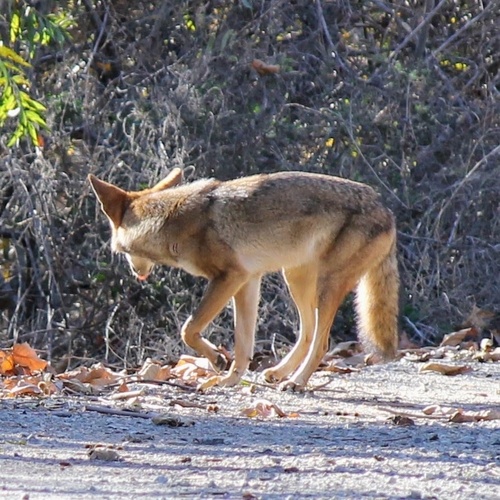 iNaturalist observation photo of Coyote