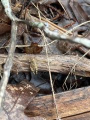 Paratettix mexicanus