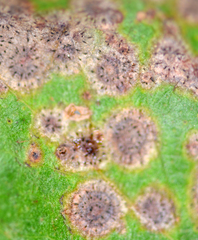 Blastacervulus eucalypti