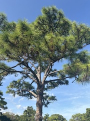 Pinus