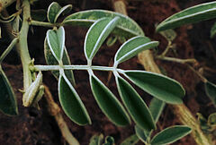 Tephrosia nubica