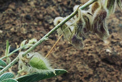 Tephrosia nubica