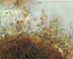 Blastacervulus eucalypti