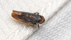 Speudotettix subfusculus