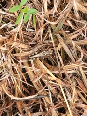 Encoptolophus costalis