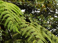 Phimosus infuscatus