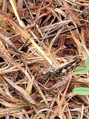 Encoptolophus costalis