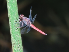 Libellula herculea