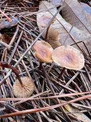 Kuehneromyces lignicola