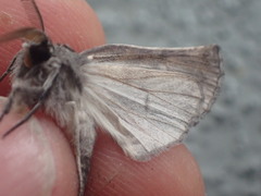 Declana griseata
