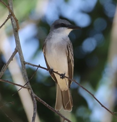 Tyrannus dominicensis