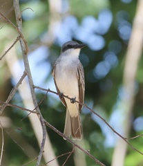 Tyrannus dominicensis