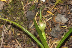 Pterostylis irsoniana