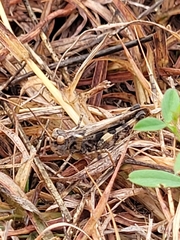 Encoptolophus costalis