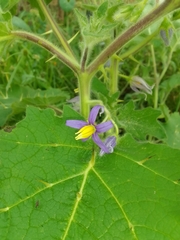 Solanum mammosum