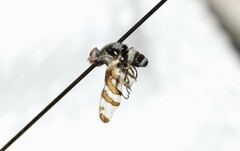 Myennis octopunctata