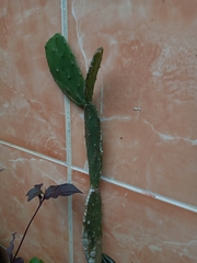Opuntia cochenillifera