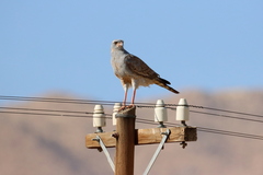 Melierax canorus argentior
