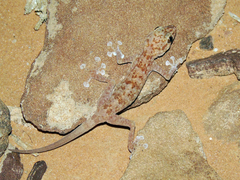 Ptyodactylus hasselquistii