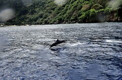 Stenella longirostris