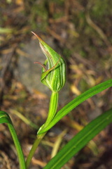 Pterostylis irsoniana
