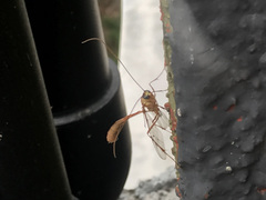 Enicospilus americanus-complex