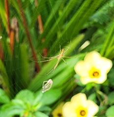 Leucauge