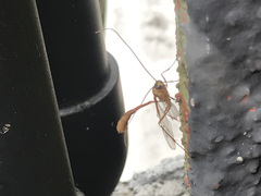 Enicospilus americanus-complex