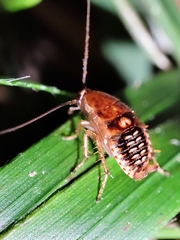 Planuncus tingitanus
