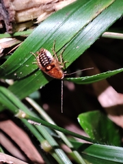 Planuncus tingitanus