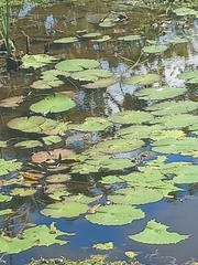 Nymphaea ampla