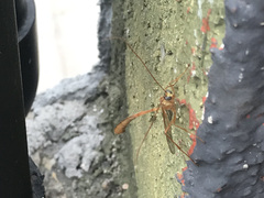 Enicospilus americanus-complex