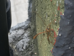 Enicospilus americanus-complex