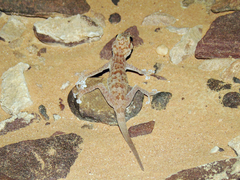 Ptyodactylus hasselquistii