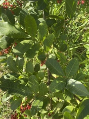 Schinus terebinthifolia